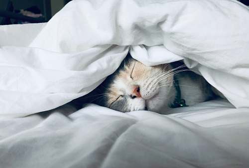pet white cat sleeps under white comforter cat