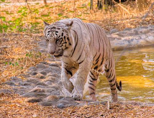 mammal white tiger at lake tiger