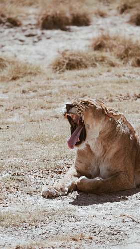 lion yawning lioness wildlife