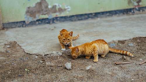 kitten two brown cat on soil animal