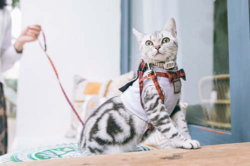 pet white and black cat mammal