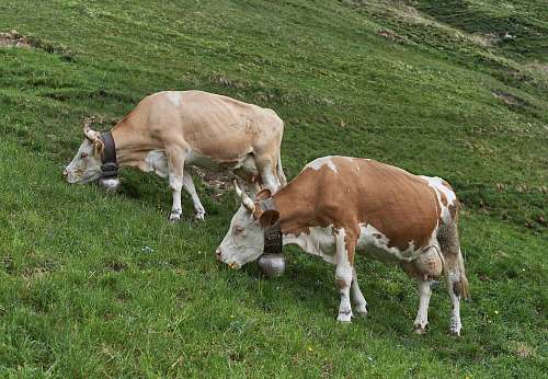 cow close-up photography of cattle mammal