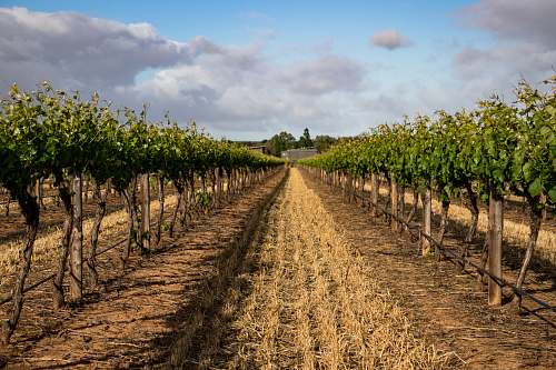 nature green leafed fruits farm field outdoors