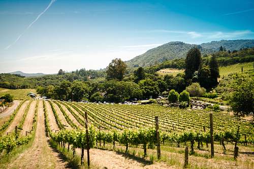 vineyard landscape photography of farm farm