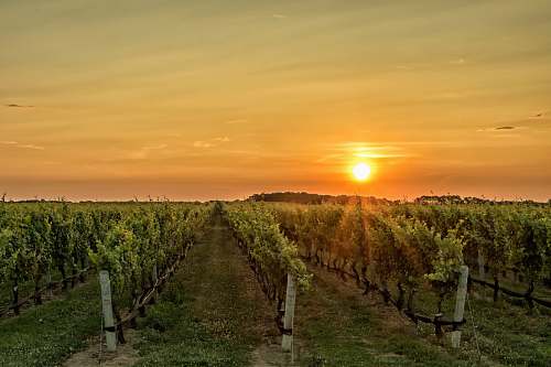 vineyard landscape photography of vegetable field during golden hour farm