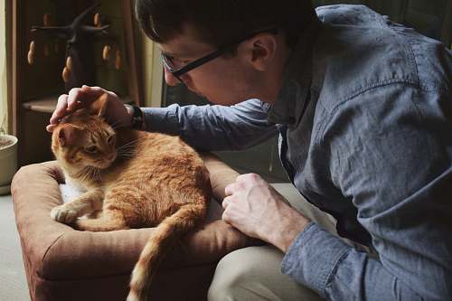 person man grabbing cat's head human