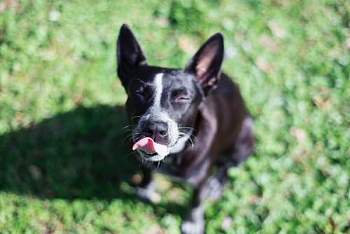 canine black dog looking upward pet