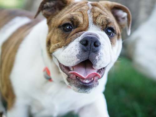 bulldog short-coated brown and white dog pet