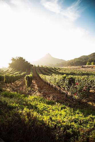 outdoors bed of red petaled flowers vineyard