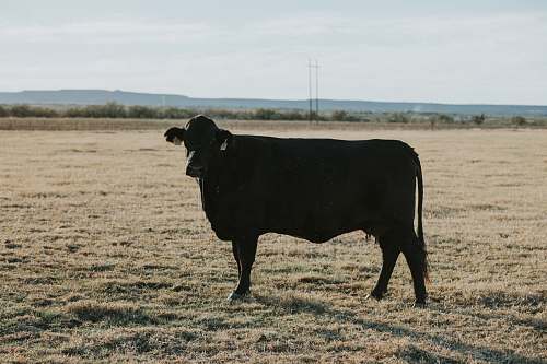 field black cow on desert field countryside
