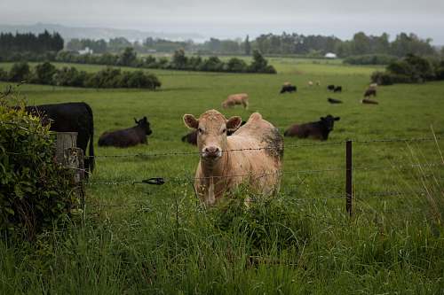 field brown cow standing behind a fence countryside