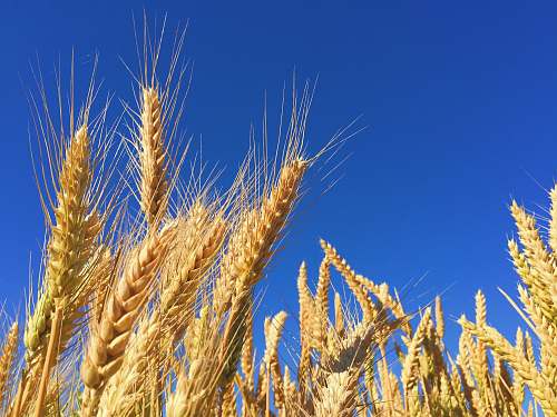 field closeup photography of brown wheats grain