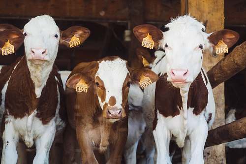 animal cows at farm cow