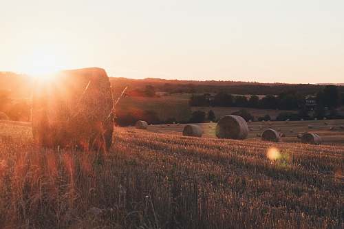 field green grass field under sunrise countryside