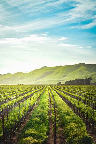 countryside green leafed plants during daytime nature