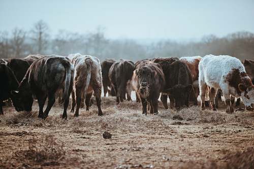 field herd of buffalo countryside