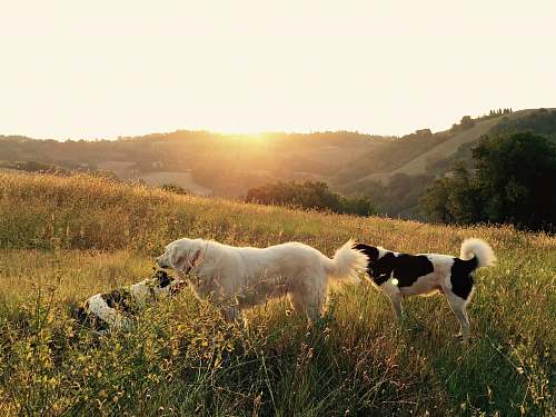nature photography of three playing dogs on grass field outdoors