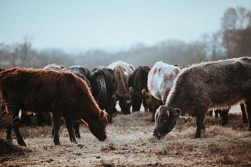 field shallow focus photography of brown cow while eating pasture
