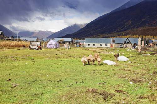 countryside six sheep's on green grass ground altay