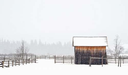 winter white and brown shed snow