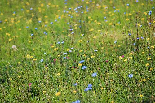 grassland assorted-color flowers outdoors