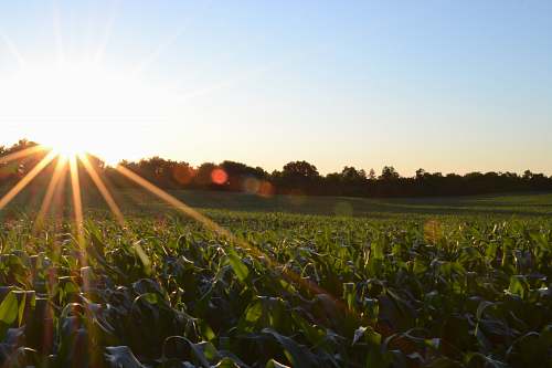 sunlight corn field under clear sky crops