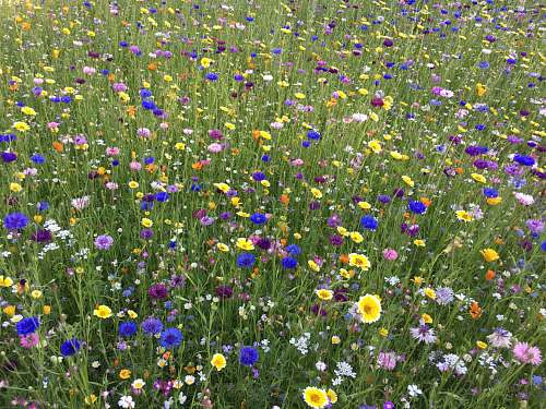 grassland field of white, blue, and yellow-petaled flowesr outdoors