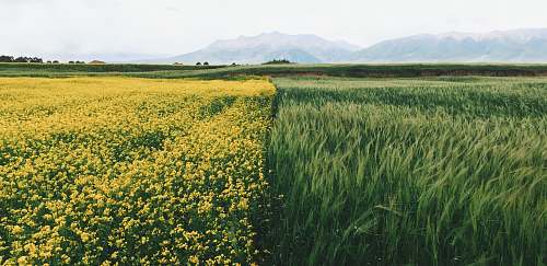 grass field of yellow petaled flowers qinghai