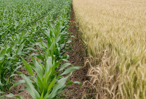farming green corn plant field plant