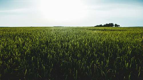 grass green meadow under clear sky grain