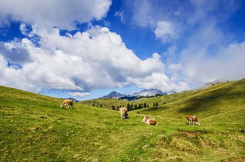 cows herd of cattle under cloudy sky at daytime outdoors
