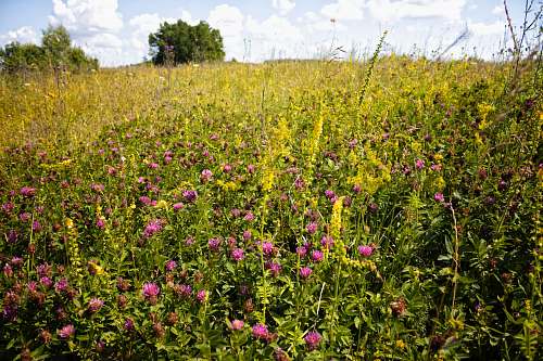 grassland pink-petaled flowers outdoors