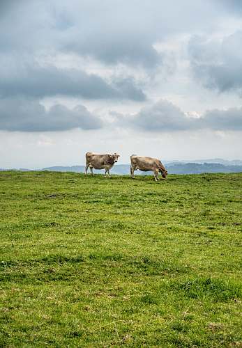 cow two cattle on green filed under white skies grassland