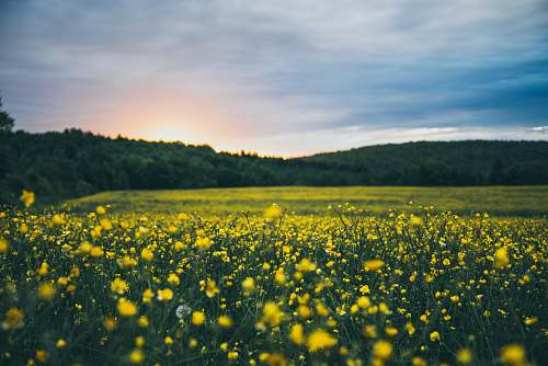 nature yellow clustered flowers outdoors
