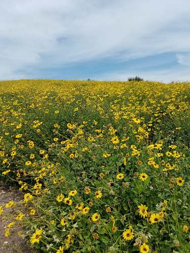 grassland yellow-petaled flowers outdoors