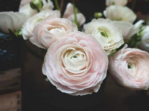 floral close-up photography of white petaled flower bouquet plant