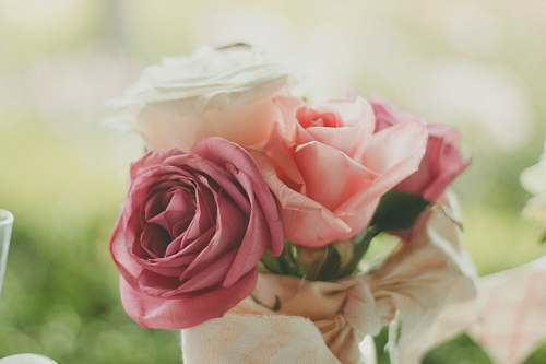 rose pink and white roses closeup photography wedding