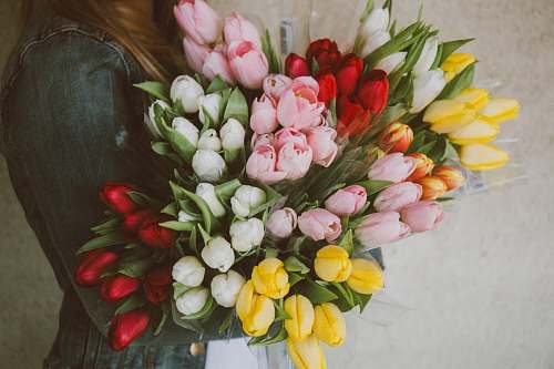 floral woman carrying assorted-color tulip flower lot flower bouquet