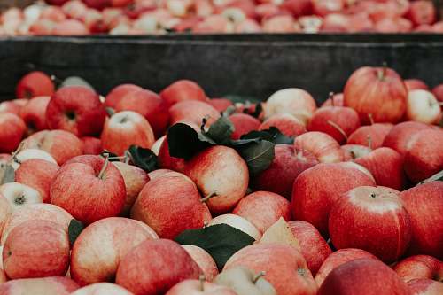 fruit bunch of apples apple