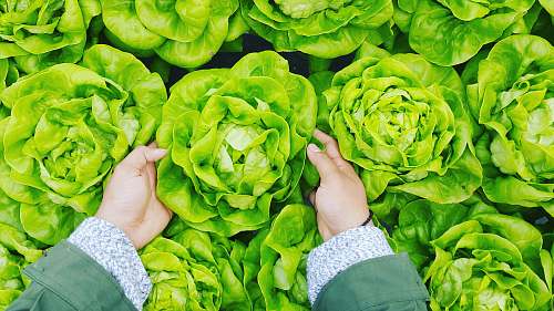 vegetable person picking green cabbage cabbage