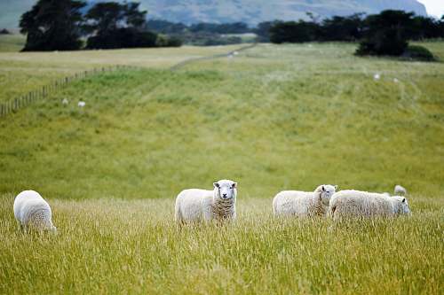 pasture group lamb eating grass meadow