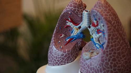 apparel selective focus photography of anatomy lungs clothing