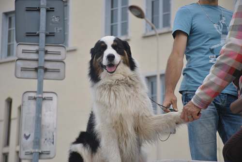 person adult long-coated white and black dog animal