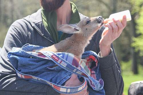 person brown kangaroo apparel