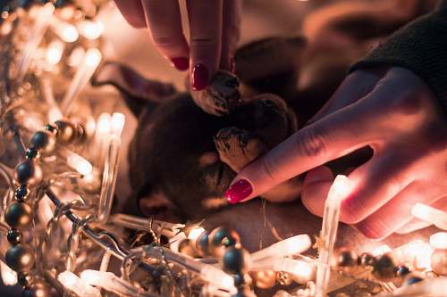 person person holding puppy paw candle
