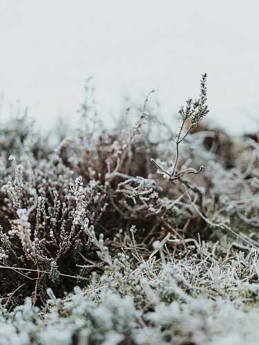 nature bushes with snows outdoors