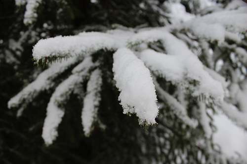 nature close-up photo of snows on green pine trees outdoors