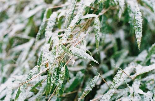 nature green-leafed plant outdoors