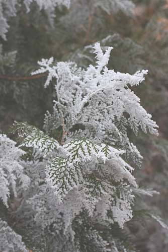 grey pine tree covered with snow snow