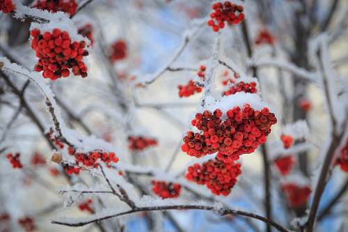 nature red berry fruits covered with snow outdoors